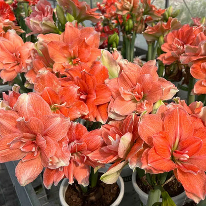 🌺Double-Petaled Perfume Amaryllis Bulbs – The Queen of Flowers 🌺