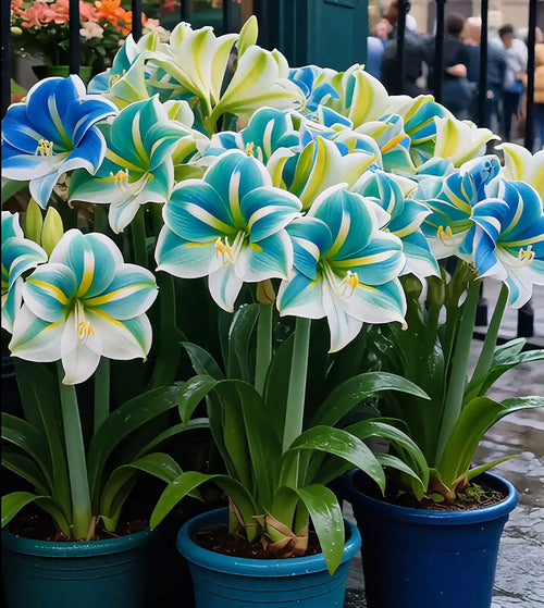 🌺Double-Petaled Perfume Amaryllis Bulbs – The Queen of Flowers 🌺
