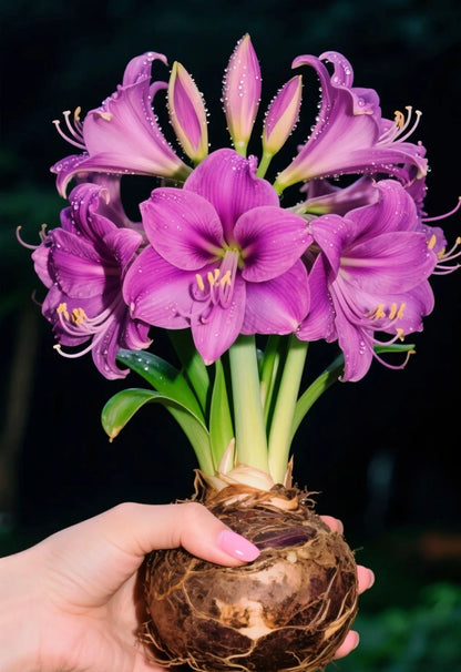 🌺Double-Petaled Perfume Amaryllis Bulbs – The Queen of Flowers 🌺