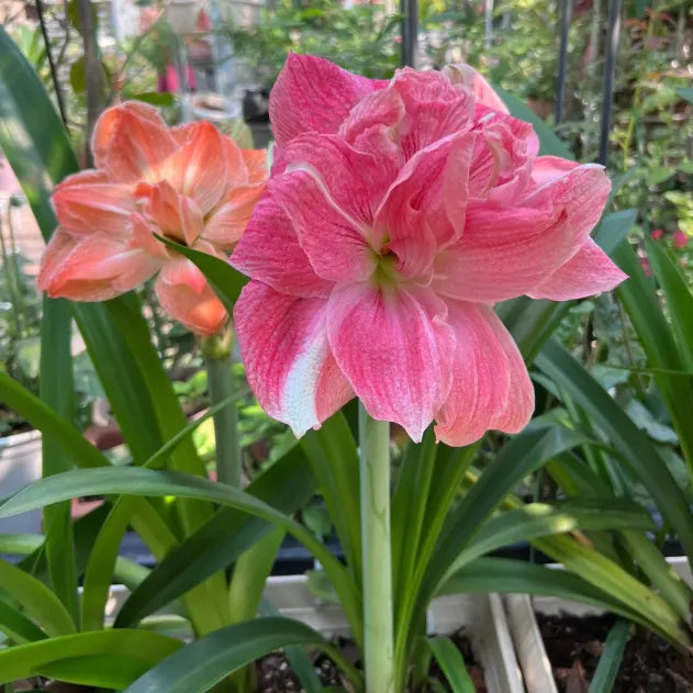 🌺Double-Petaled Perfume Amaryllis Bulbs – The Queen of Flowers 🌺