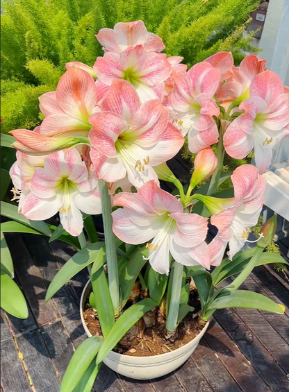 🌺Double-Petaled Perfume Amaryllis Bulbs – The Queen of Flowers 🌺