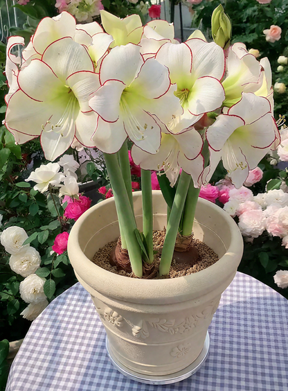 🌺Double-Petaled Perfume Amaryllis Bulbs – The Queen of Flowers 🌺