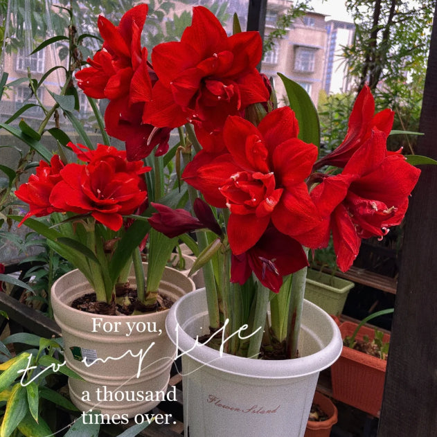 🌺Double-Petaled Perfume Amaryllis Bulbs – The Queen of Flowers 🌺