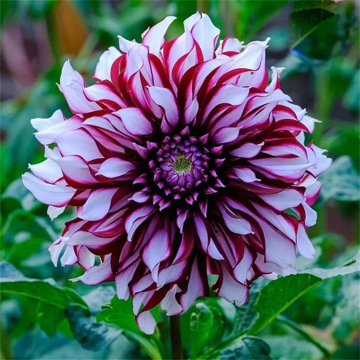 🌷 Giant Double Dahlia Bulbs – Full, Lush & Eye-Catching Flowers