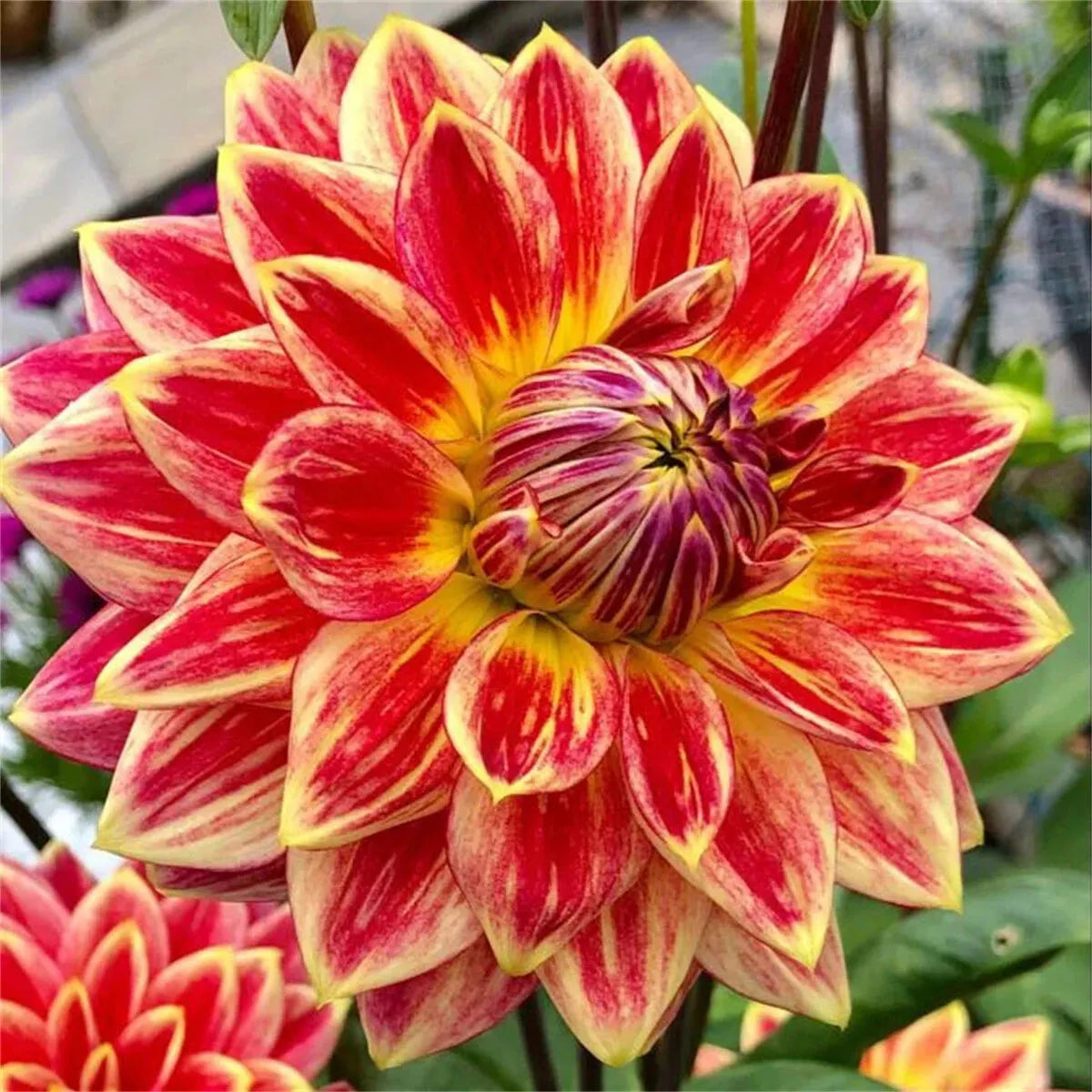 🌷 Giant Double Dahlia Bulbs – Full, Lush & Eye-Catching Flowers