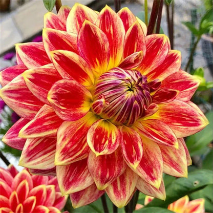 🌷 Giant Double Dahlia Bulbs – Full, Lush & Eye-Catching Flowers