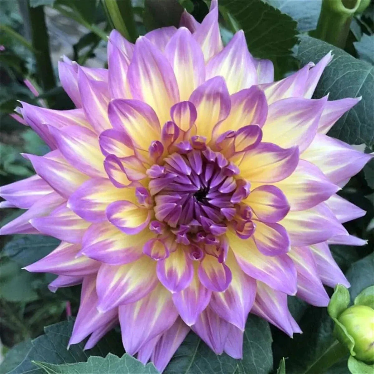 🌷 Giant Double Dahlia Bulbs – Full, Lush & Eye-Catching Flowers
