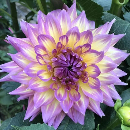 🌷 Giant Double Dahlia Bulbs – Full, Lush & Eye-Catching Flowers