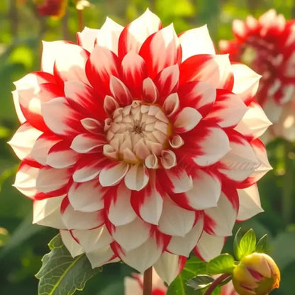 🌷 Giant Double Dahlia Bulbs – Full, Lush & Eye-Catching Flowers