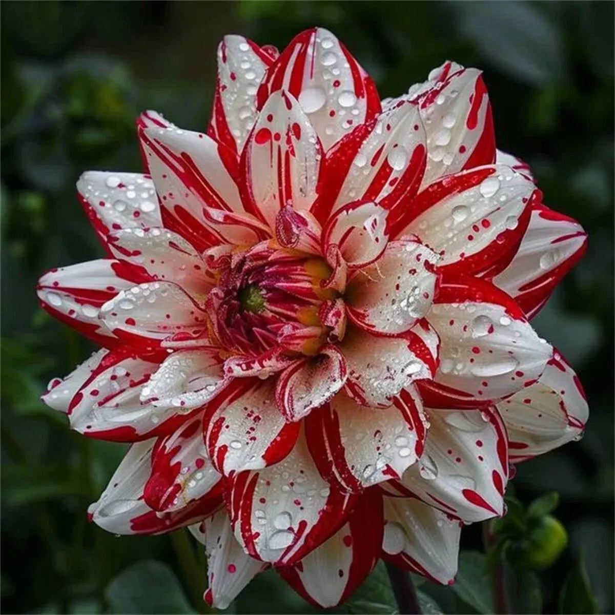 🌷 Giant Double Dahlia Bulbs – Full, Lush & Eye-Catching Flowers