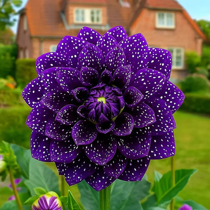 🌷 Giant Double Dahlia Bulbs – Full, Lush & Eye-Catching Flowers