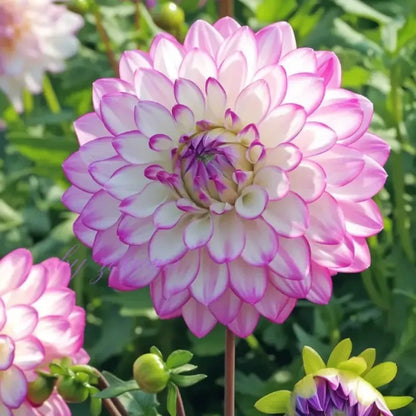 🌷 Giant Double Dahlia Bulbs – Full, Lush & Eye-Catching Flowers