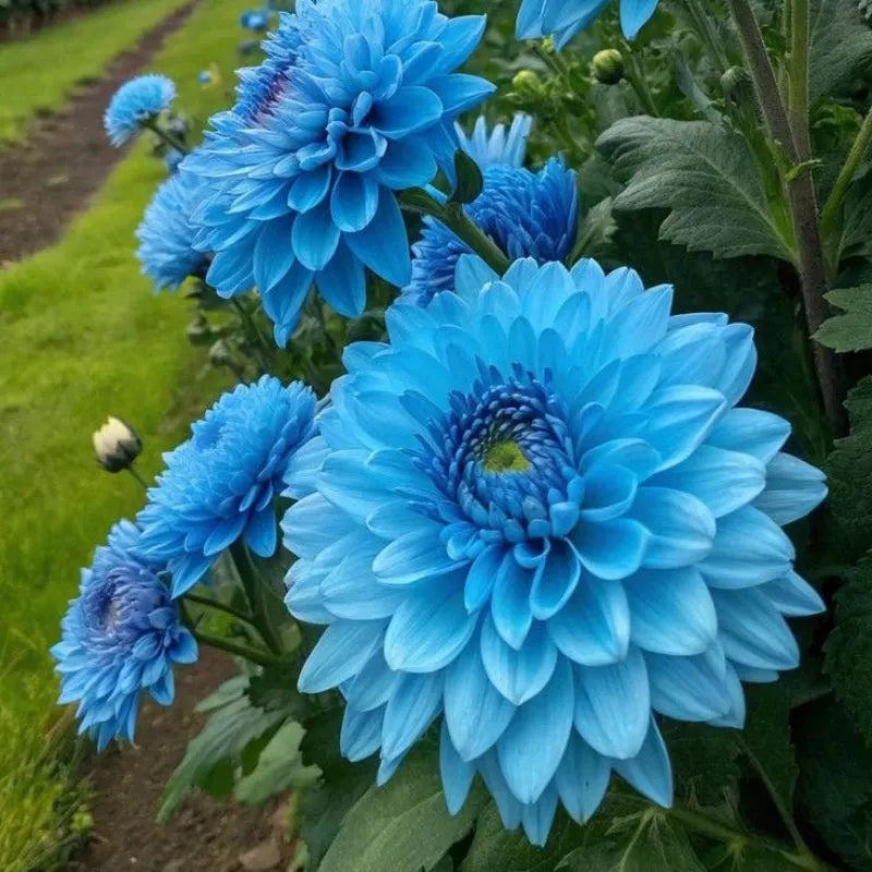 🌷 Giant Double Dahlia Bulbs – Full, Lush & Eye-Catching Flowers