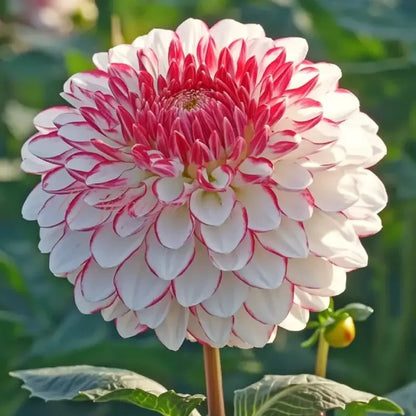🌷 Giant Double Dahlia Bulbs – Full, Lush & Eye-Catching Flowers