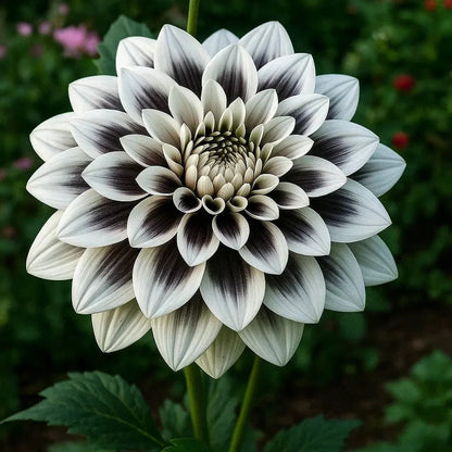 🌷 Giant Double Dahlia Bulbs – Full, Lush & Eye-Catching Flowers
