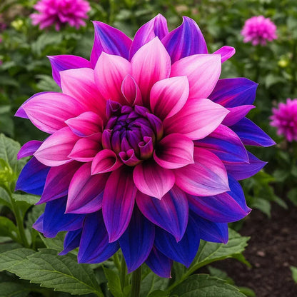 🌷 Giant Double Dahlia Bulbs – Full, Lush & Eye-Catching Flowers