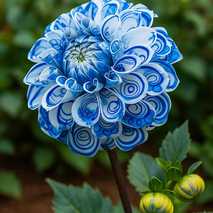 🌷 Giant Double Dahlia Bulbs – Full, Lush & Eye-Catching Flowers