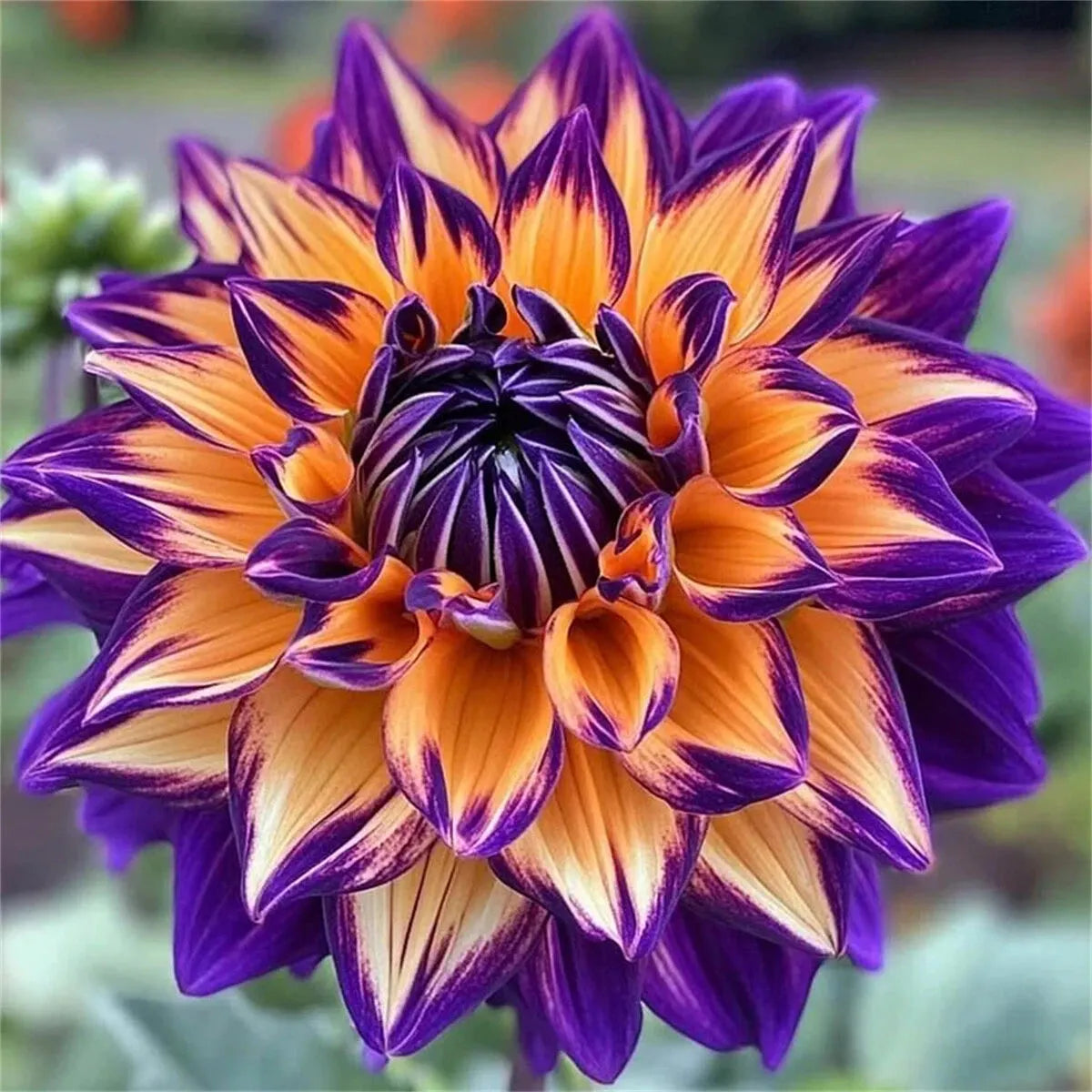 🌷 Giant Double Dahlia Bulbs – Full, Lush & Eye-Catching Flowers