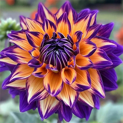 🌷 Giant Double Dahlia Bulbs – Full, Lush & Eye-Catching Flowers