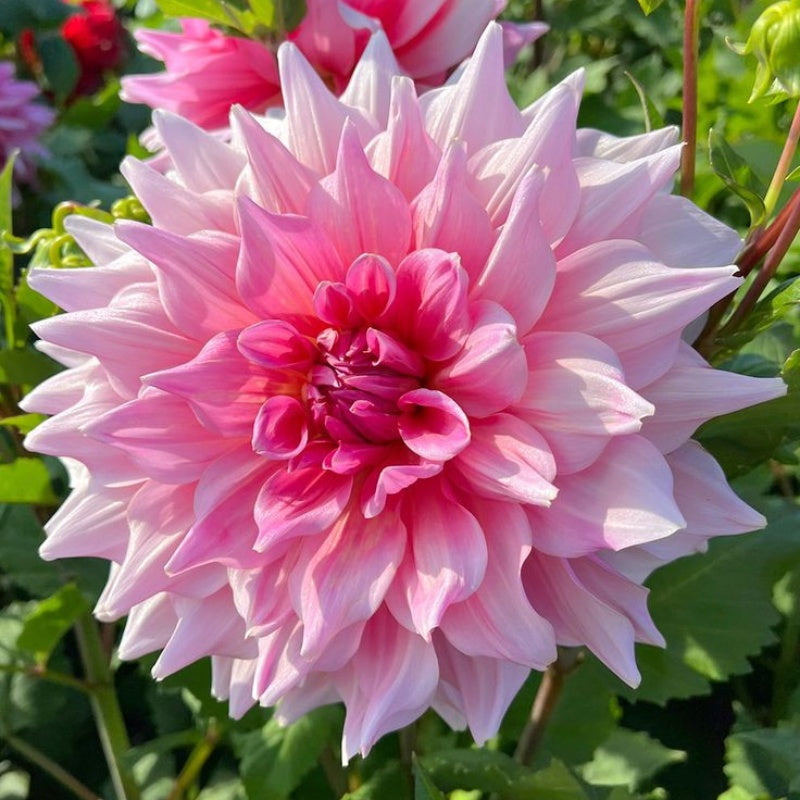 🌷 Giant Double Dahlia Bulbs – Full, Lush & Eye-Catching Flowers