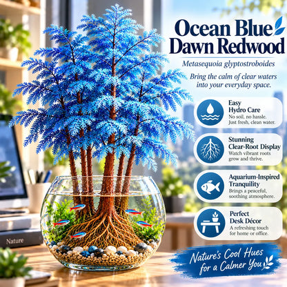 🌿 Hydroponic Dawn Redwood Bulbs - Metasequoia glyptostroboides