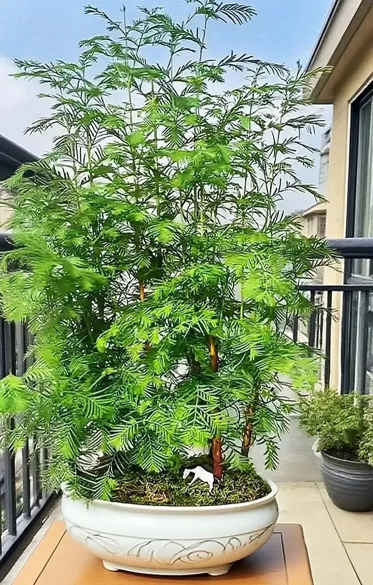 🌿 Hydroponic Dawn Redwood Bulbs - Metasequoia glyptostroboides