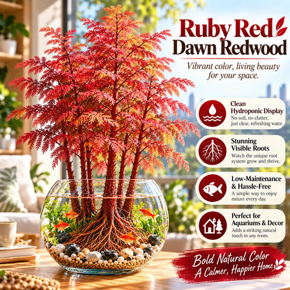 🌿 Hydroponic Dawn Redwood Bulbs - Metasequoia glyptostroboides