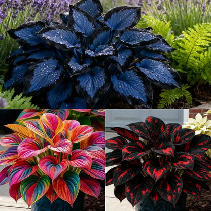 🔥Midnight Blue Hosta Bulbs 🪴 Deep Blue Foliage, Easy to Grow