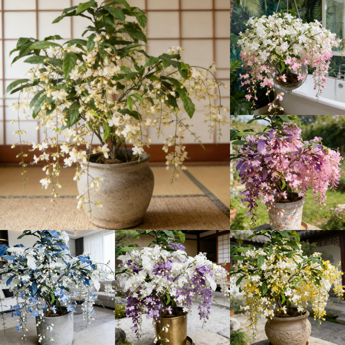 🔥50% Off Only Today🌸 Weeping Jasmine Seeds🌸