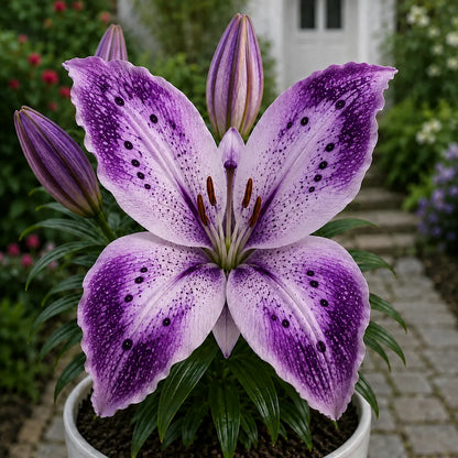 🦋 Butterfly Lily Bulbs – Stunning Blooms for Every Garden