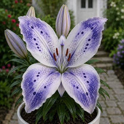🦋 Butterfly Lily Bulbs – Stunning Blooms for Every Garden