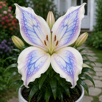 🦋 Butterfly Lily Bulbs – Stunning Blooms for Every Garden