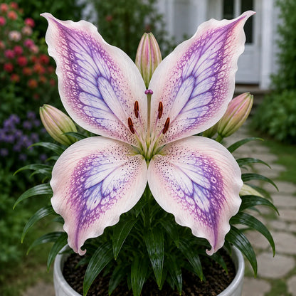 🦋 Butterfly Lily Bulbs – Stunning Blooms for Every Garden