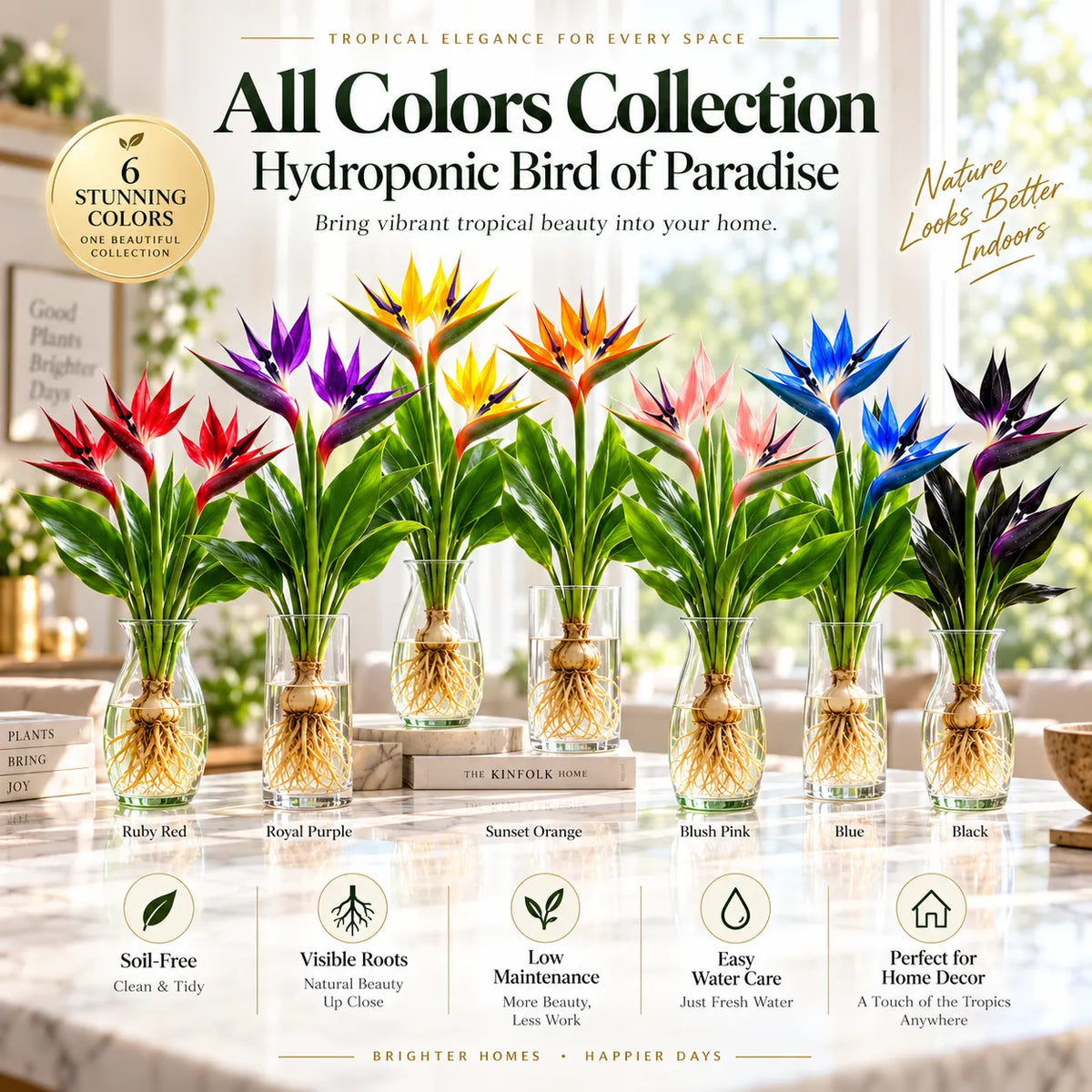 🕊️ Hydroponic Bird of Paradise – Grow Your Own Elegant Statement Plant