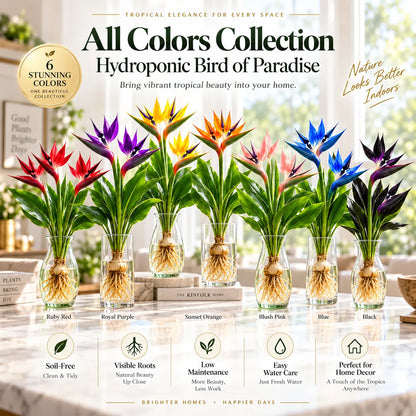 🕊️ Hydroponic Bird of Paradise – Grow Your Own Elegant Statement Plant