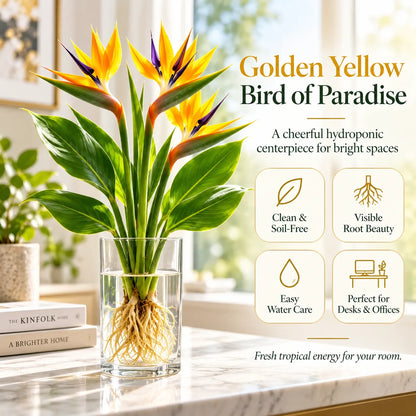 🕊️ Hydroponic Bird of Paradise – Grow Your Own Elegant Statement Plant