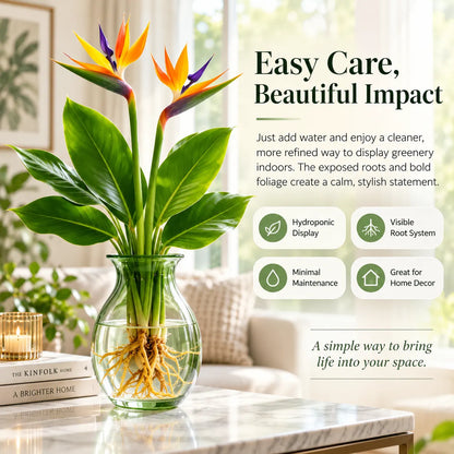 🕊️ Hydroponic Bird of Paradise – Grow Your Own Elegant Statement Plant