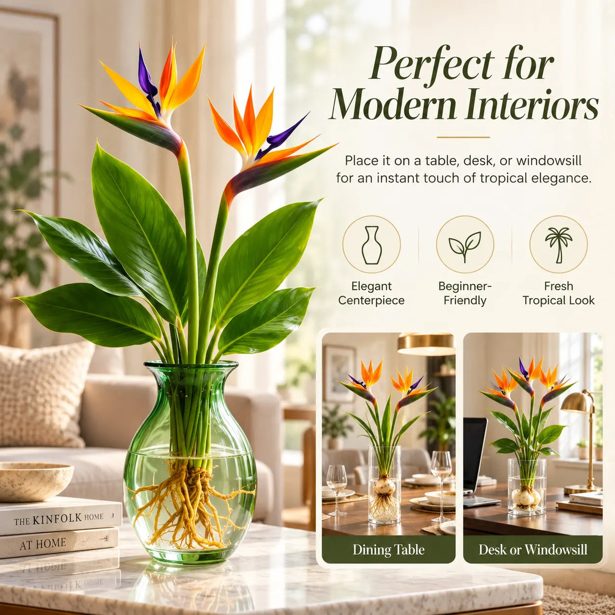 🕊️ Hydroponic Bird of Paradise – Grow Your Own Elegant Statement Plant