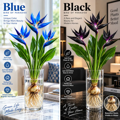 🕊️ Hydroponic Bird of Paradise – Grow Your Own Elegant Statement Plant