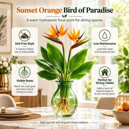 🕊️ Hydroponic Bird of Paradise – Grow Your Own Elegant Statement Plant