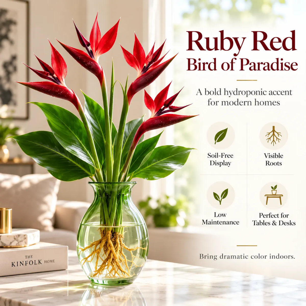 🕊️ Hydroponic Bird of Paradise – Grow Your Own Elegant Statement Plant