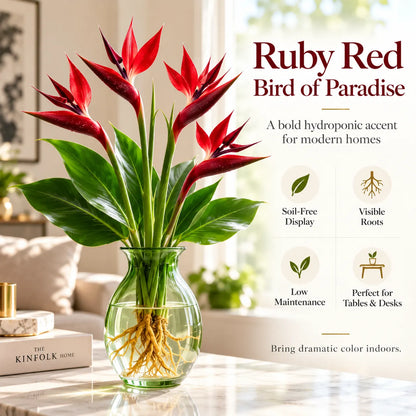 🕊️ Hydroponic Bird of Paradise – Grow Your Own Elegant Statement Plant