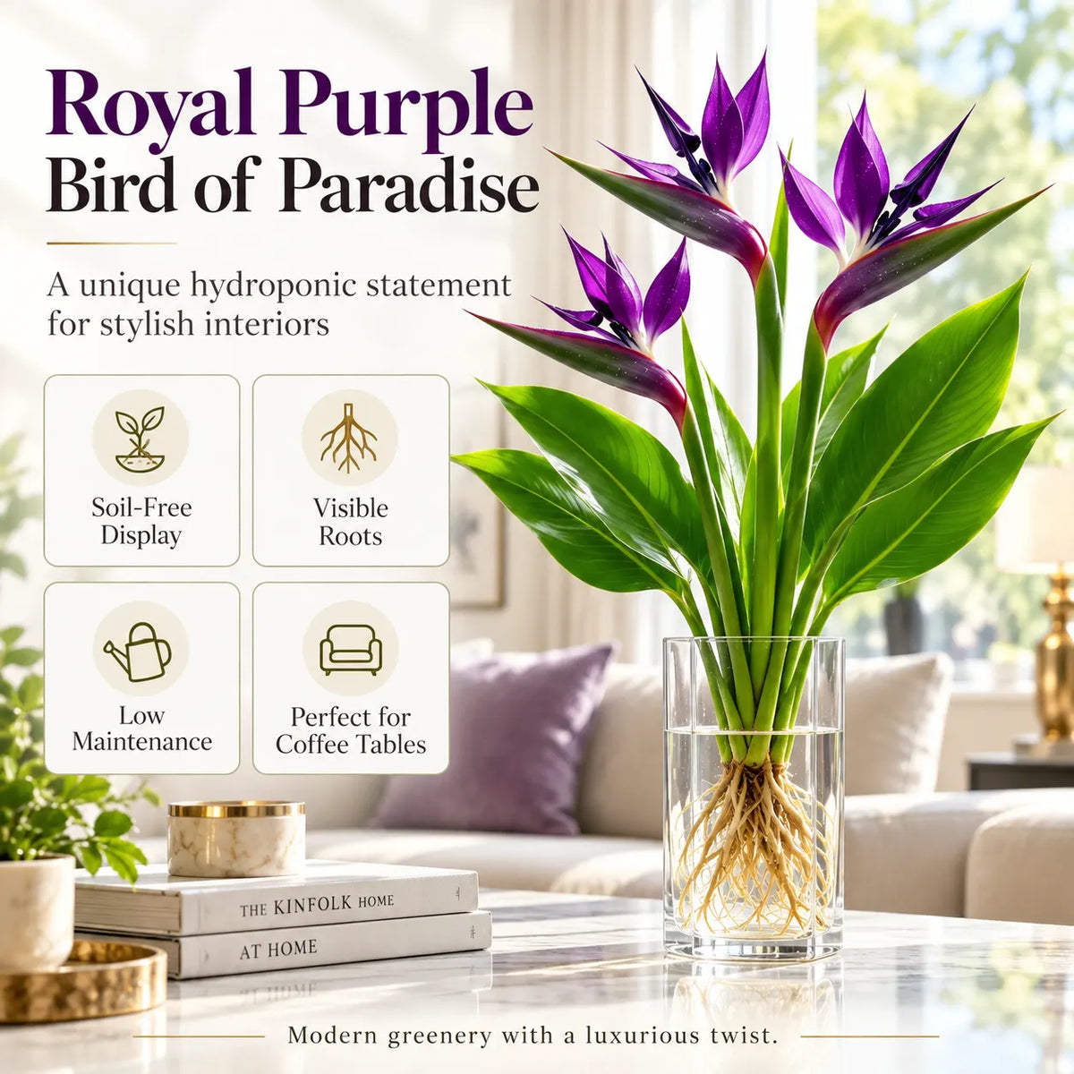 🕊️ Hydroponic Bird of Paradise – Grow Your Own Elegant Statement Plant