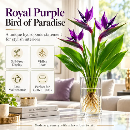 🕊️ Hydroponic Bird of Paradise – Grow Your Own Elegant Statement Plant