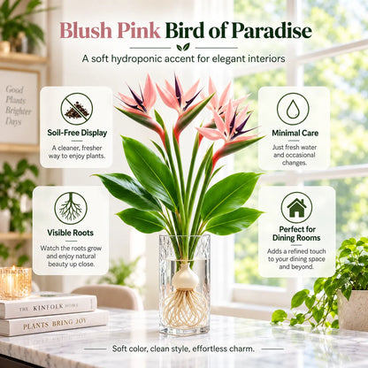 🕊️ Hydroponic Bird of Paradise – Grow Your Own Elegant Statement Plant