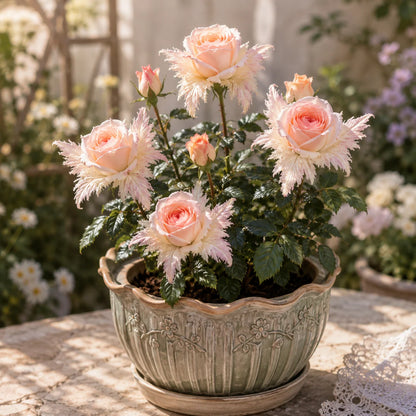🌹🪽 Discover the Magic of Angel Wing Roses – Unique Petals, Endless Blooms