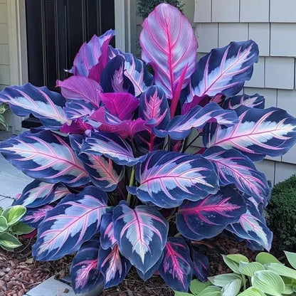 🌱 Rare Giant Hosta Bulbs – Lush, Tall & Shade-Loving Garden Beauty