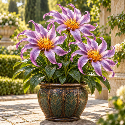 🌸 Giant Ribbon Lily Bulbs– Spectacular Curled Blooms for Water & Soil!