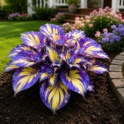 🌸Flowering Hosta bulbs – with shimmering leaves, create an elegant, shady garden 🌿