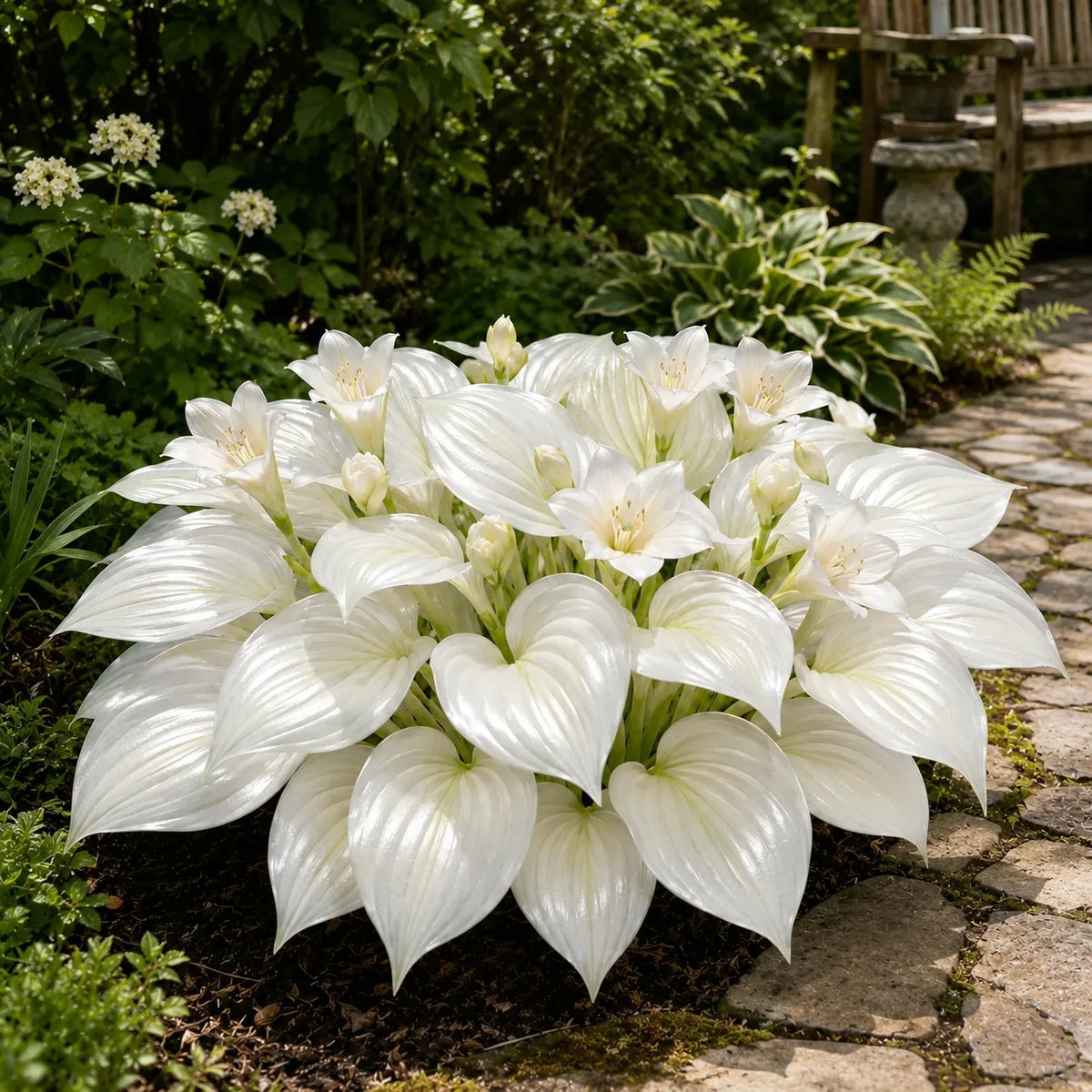 🌸Flowering Hosta bulbs – with shimmering leaves, create an elegant, shady garden 🌿